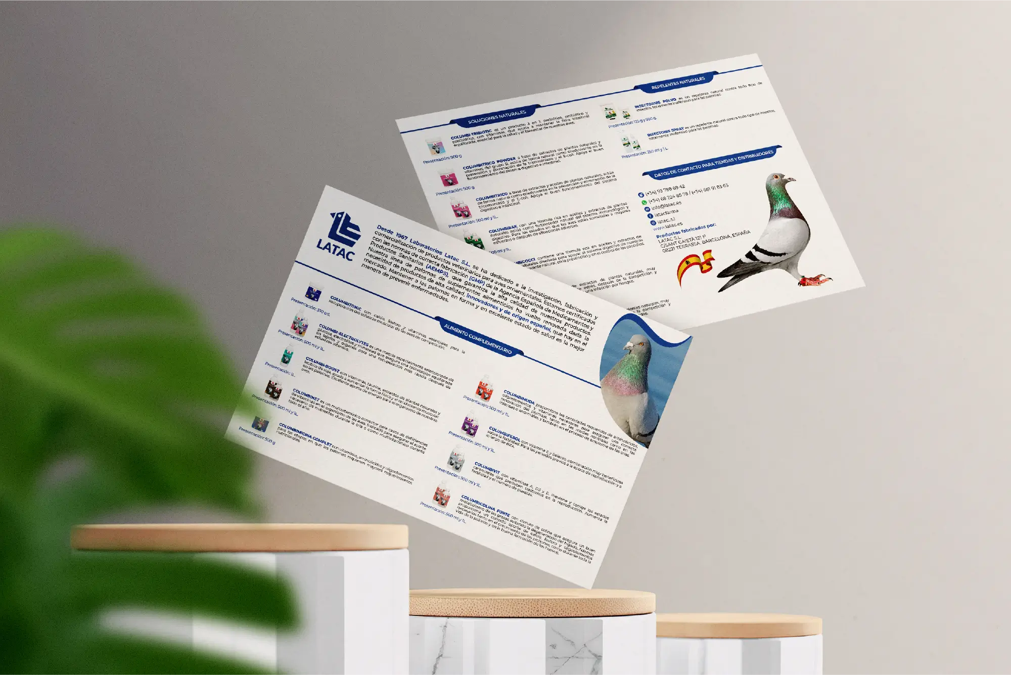 flyer Latac pigeon